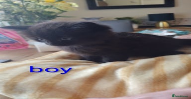 Domestic Shorthair cats - Advert 6