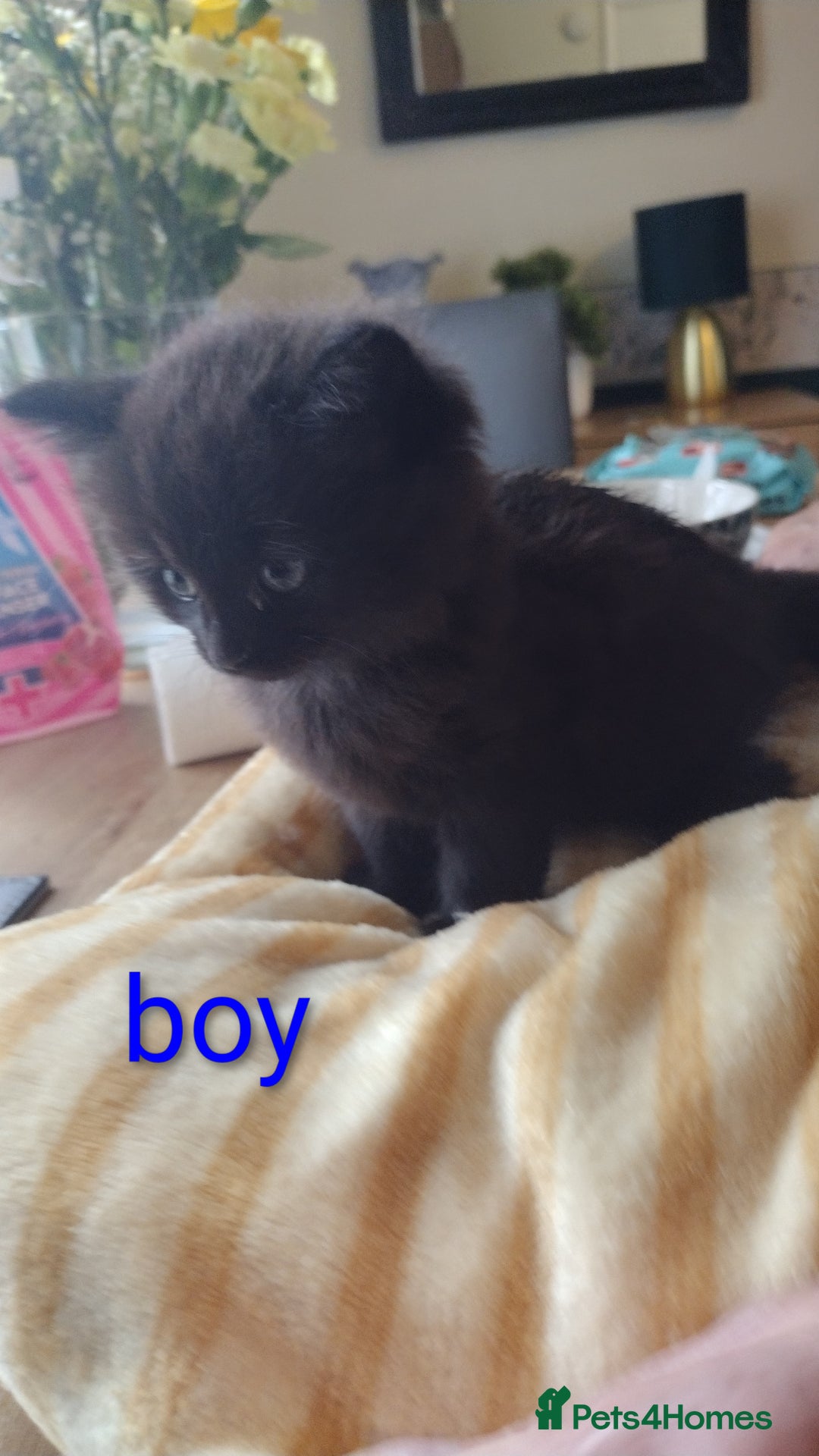 Domestic Shorthair cats for sale: Kittens for sale  - Image 3