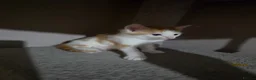 Mixed Breed cats for sale: • 4 Lovely Kittens – Looking For Loving Families - Advert 20