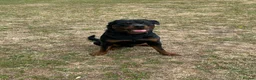 Rottweiler dogs for sale: 2 year old male full German  - Advert 12