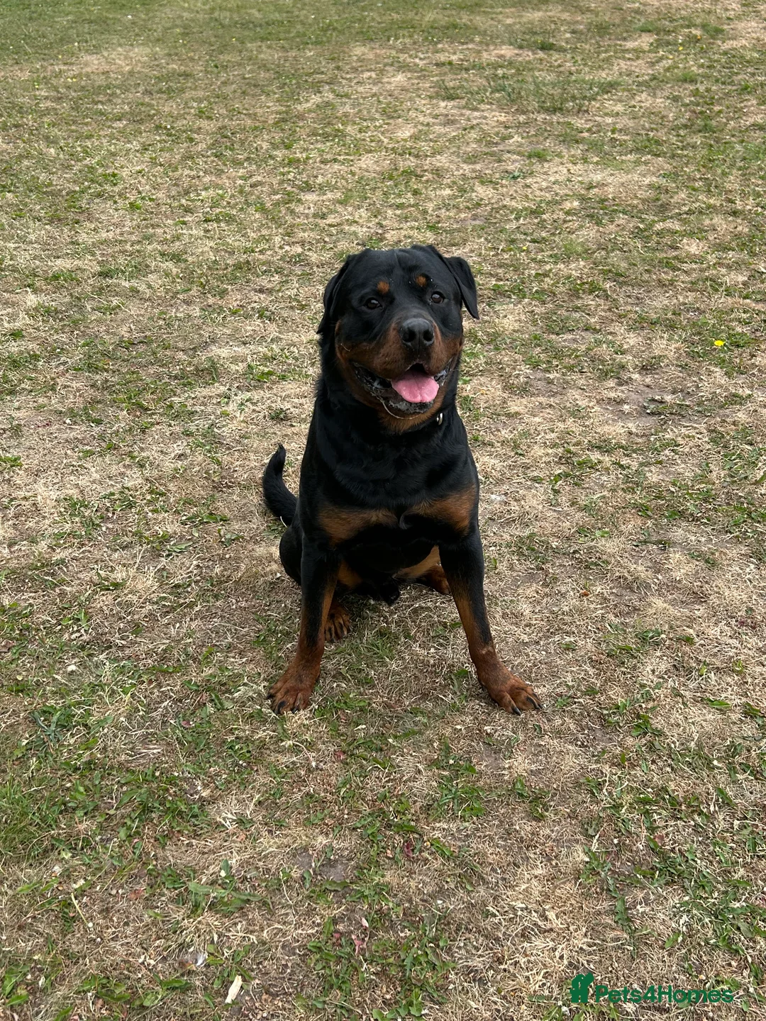 Rottweiler dogs for sale: 2 year old male full German  - Advert 12
