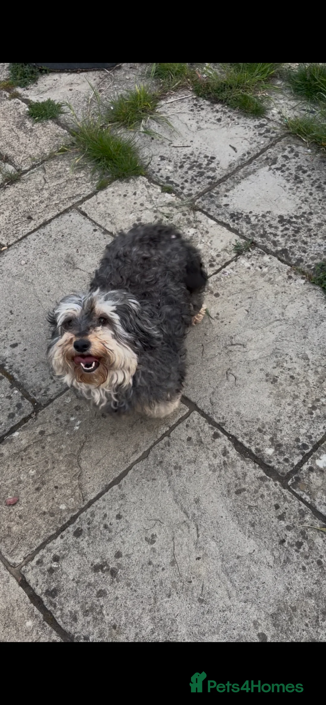 Cockapoo dogs for sale: Cockapoo puppies F1b in Peterborough - Advert 2