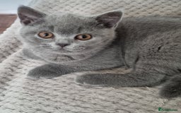 British Shorthair cats for sale: Sweet affectionate happy British Shorthair.  - Advert 4