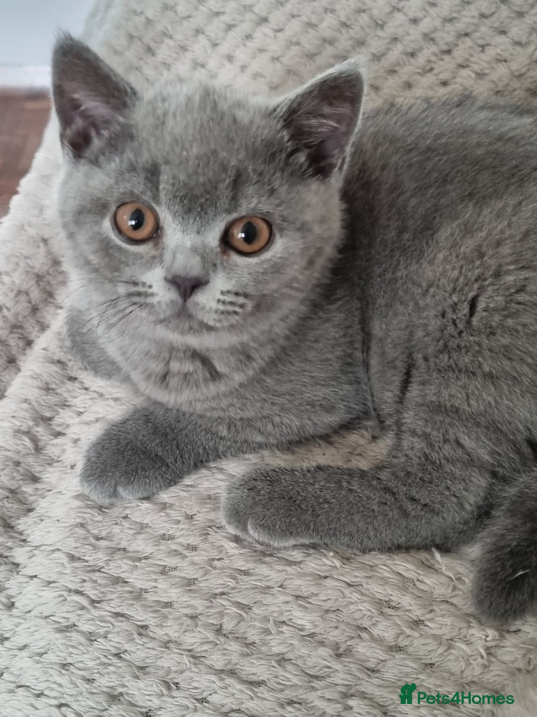 British Shorthair cats for sale: Sweet affectionate happy British Shorthair.  - Advert 4