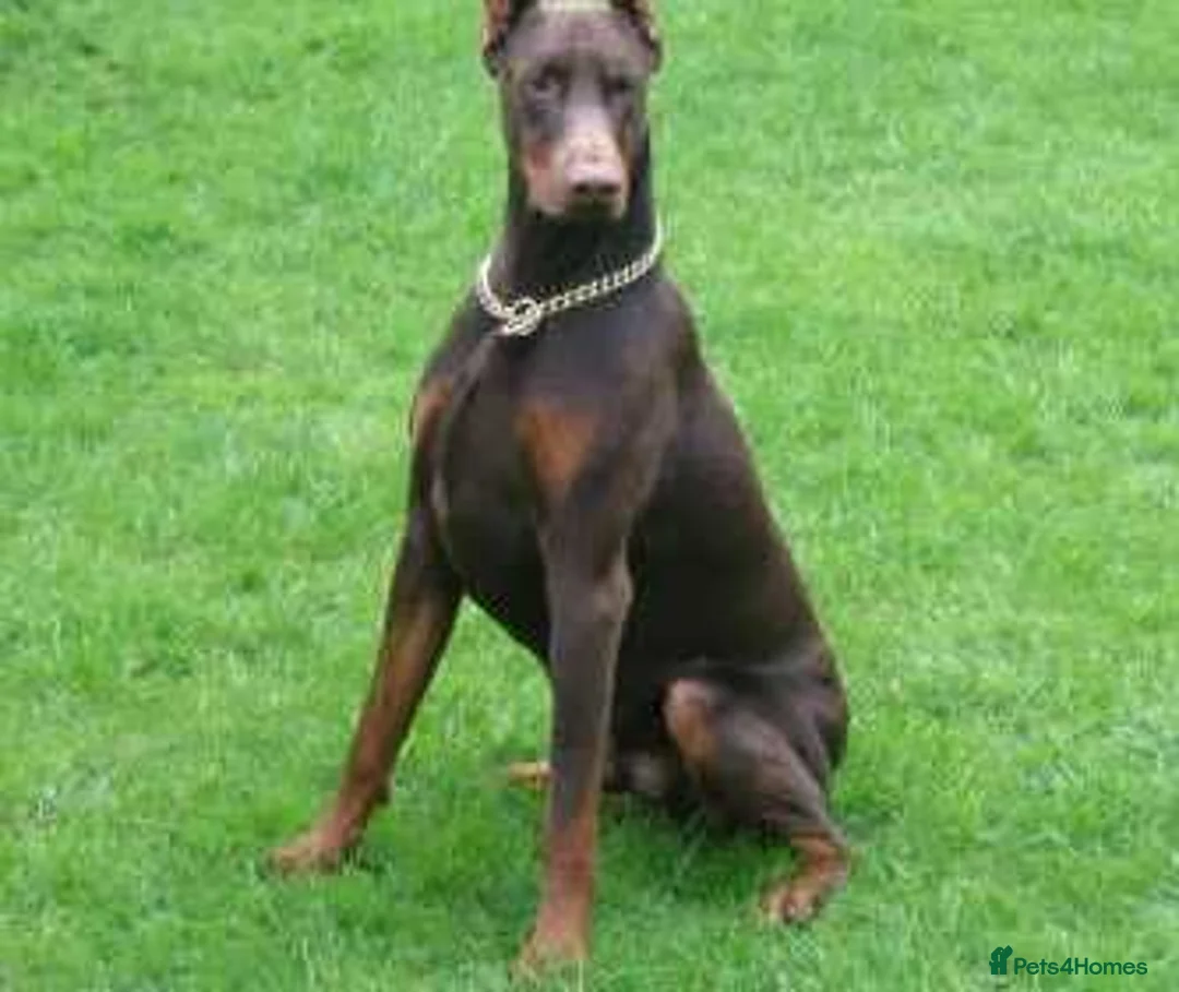 Dobermann dogs for sale: Torcheney Puppies Due March 2026 - Wait List Open - Advert 12