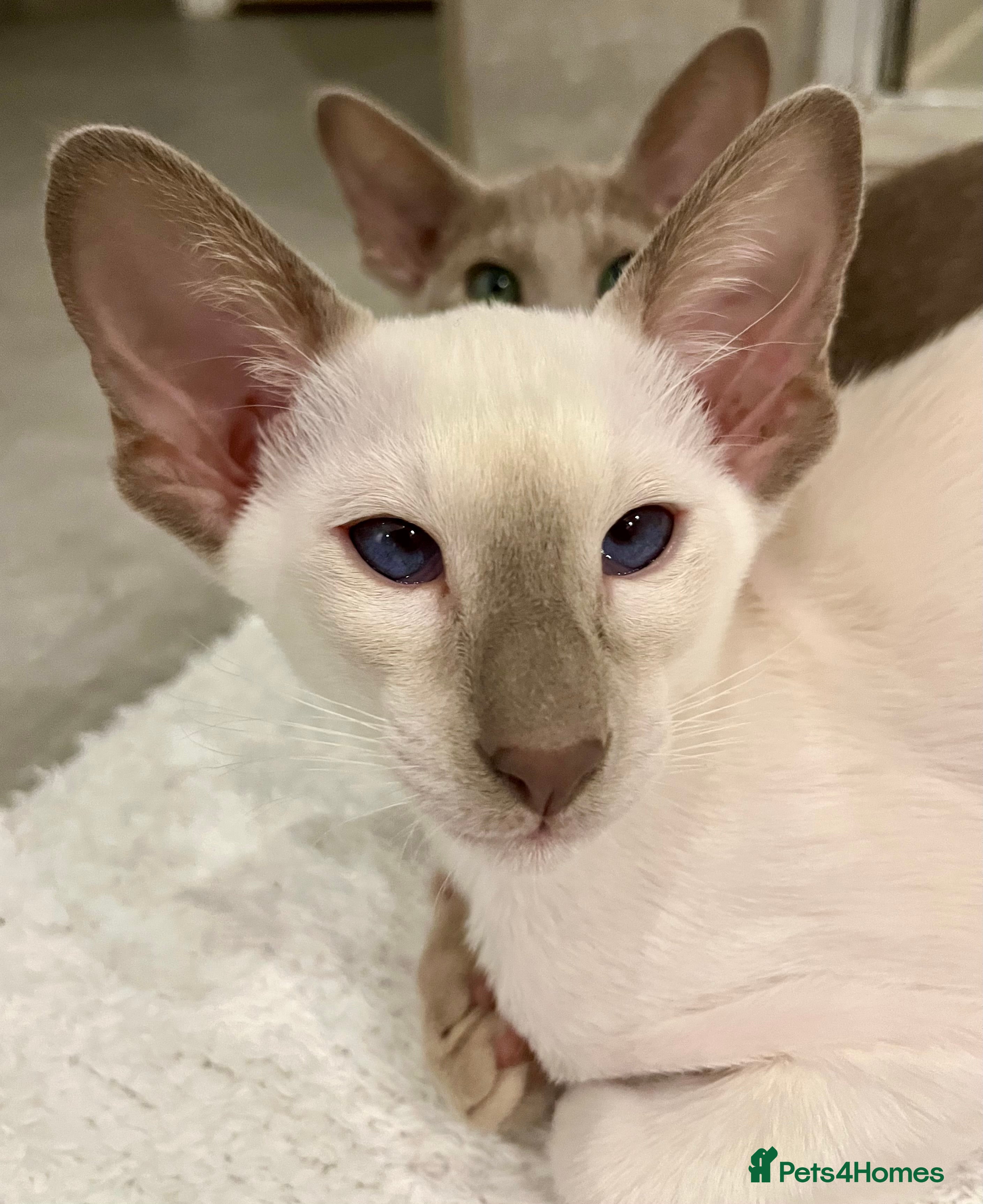 Oriental cats Supreme pedigree Oriental kittens GCCF reg - Advert 1