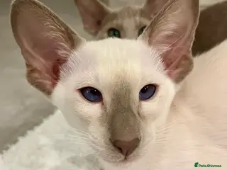 Oriental cats Supreme pedigree Oriental kittens GCCF reg - Advert 11