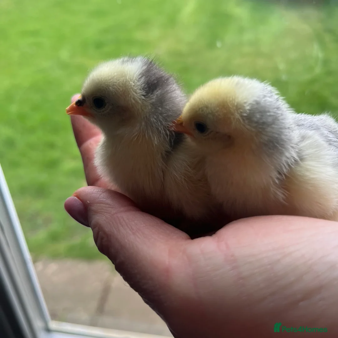 Chickens poultry for sale: Chickens - Advert 3