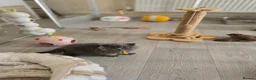 British Shorthair cats for sale: Championship Lines Bridgerton Litter - Advert 22