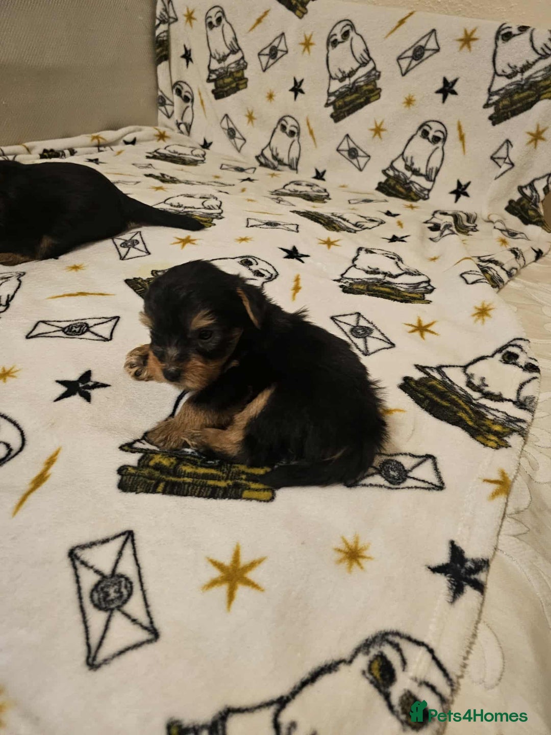 Yorkshire Terrier dogs for sale: Hello - Image 17