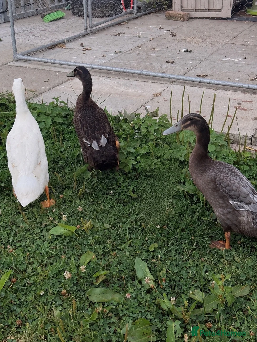Ducks poultry for sale: Runner Ducks - free to a good home  in Warrington - Advert 2
