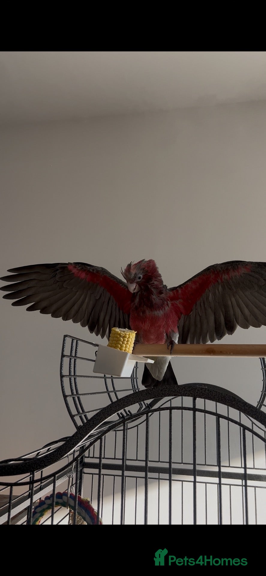 Cockatoo birds Male Galah cockatoo parrot - Advert 16
