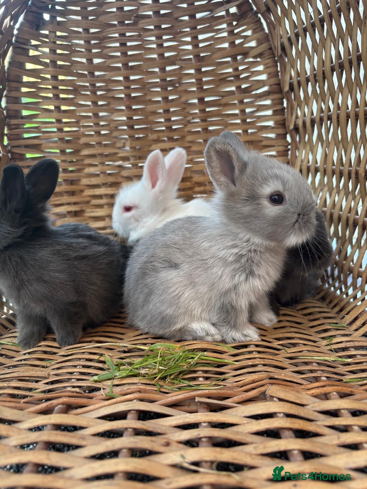 Mixed Breed rabbits Lion lop mix litter of baby bunnies  - Advert 1