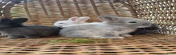 Mixed Breed rabbits for sale: Lion lop mix litter of baby bunnies  - Advert 1