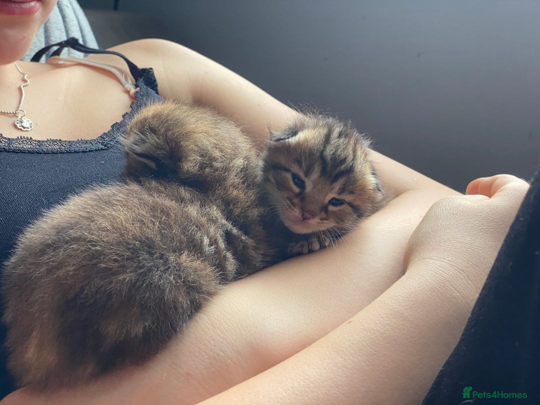 Maine Coon cats for sale: White Maine Coon boy  - Image 14