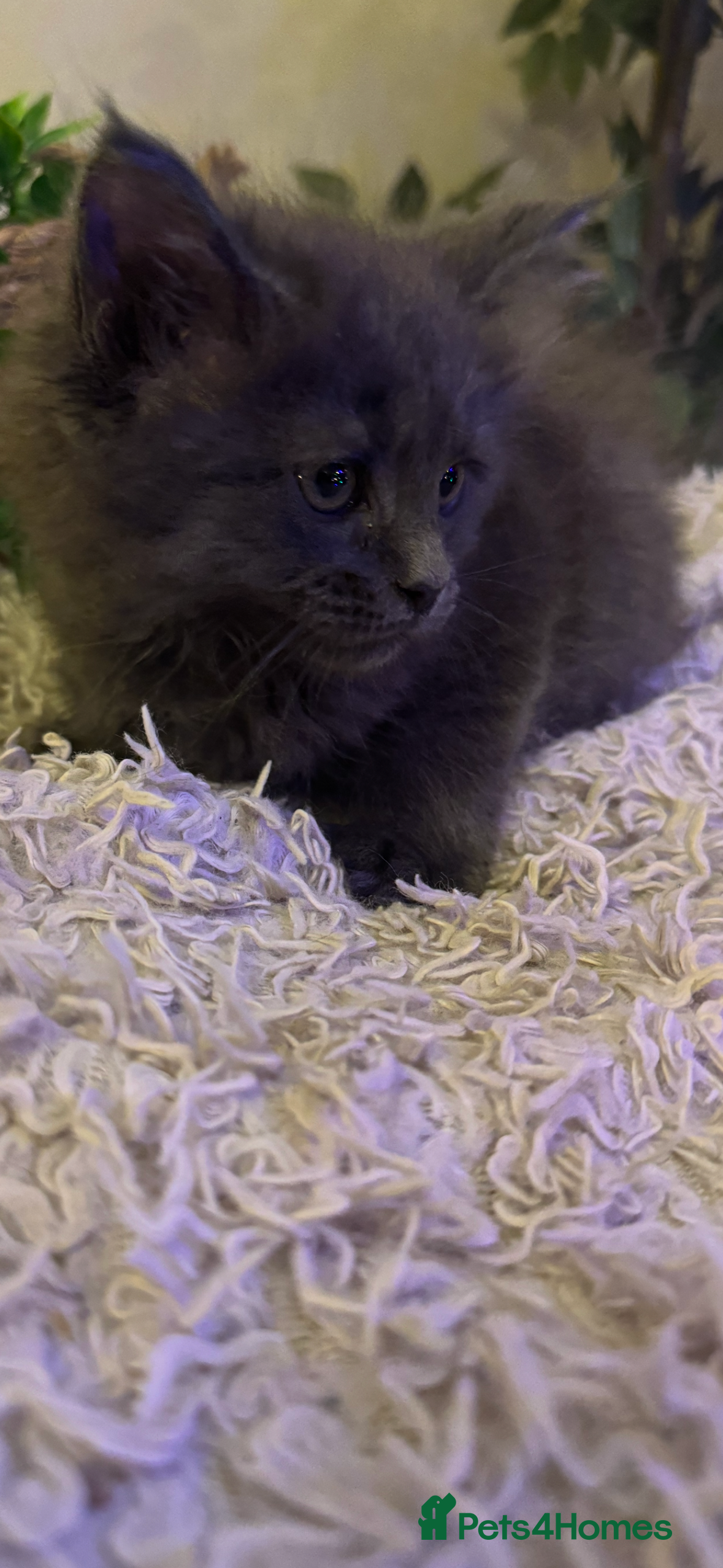 Maine Coon cats Stunning Pure Bred Maine Coons - Advert 4