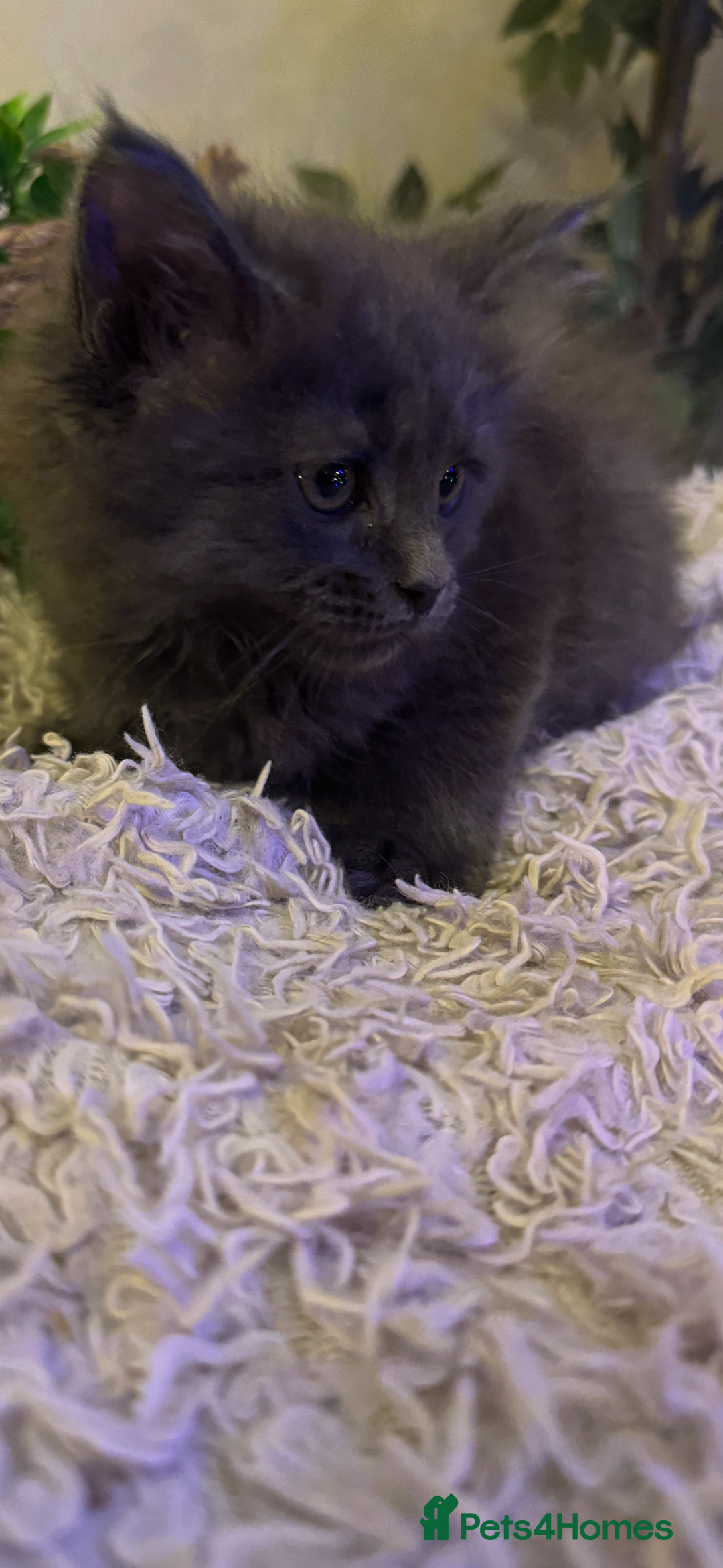 Maine Coon cats for sale: Stunning Pure Bred Maine Coons - Advert 2