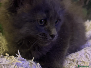 Maine Coon cats Stunning Pure Bred Maine Coons - Advert 5