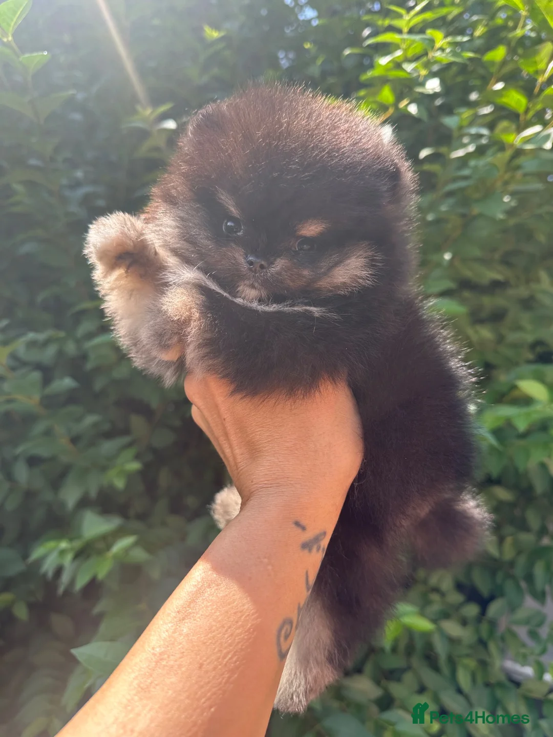 Pomeranian dogs for sale: 🏆0.65 Russian/Taiwan Pomeranian female🏆 - Advert 2