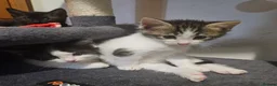 Mixed Breed cats for sale: 2 male kittens  - Advert 5
