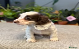 Cocker Spaniel dogs for sale: Four beautiful *working* cocker spaniel puppies - Advert 4