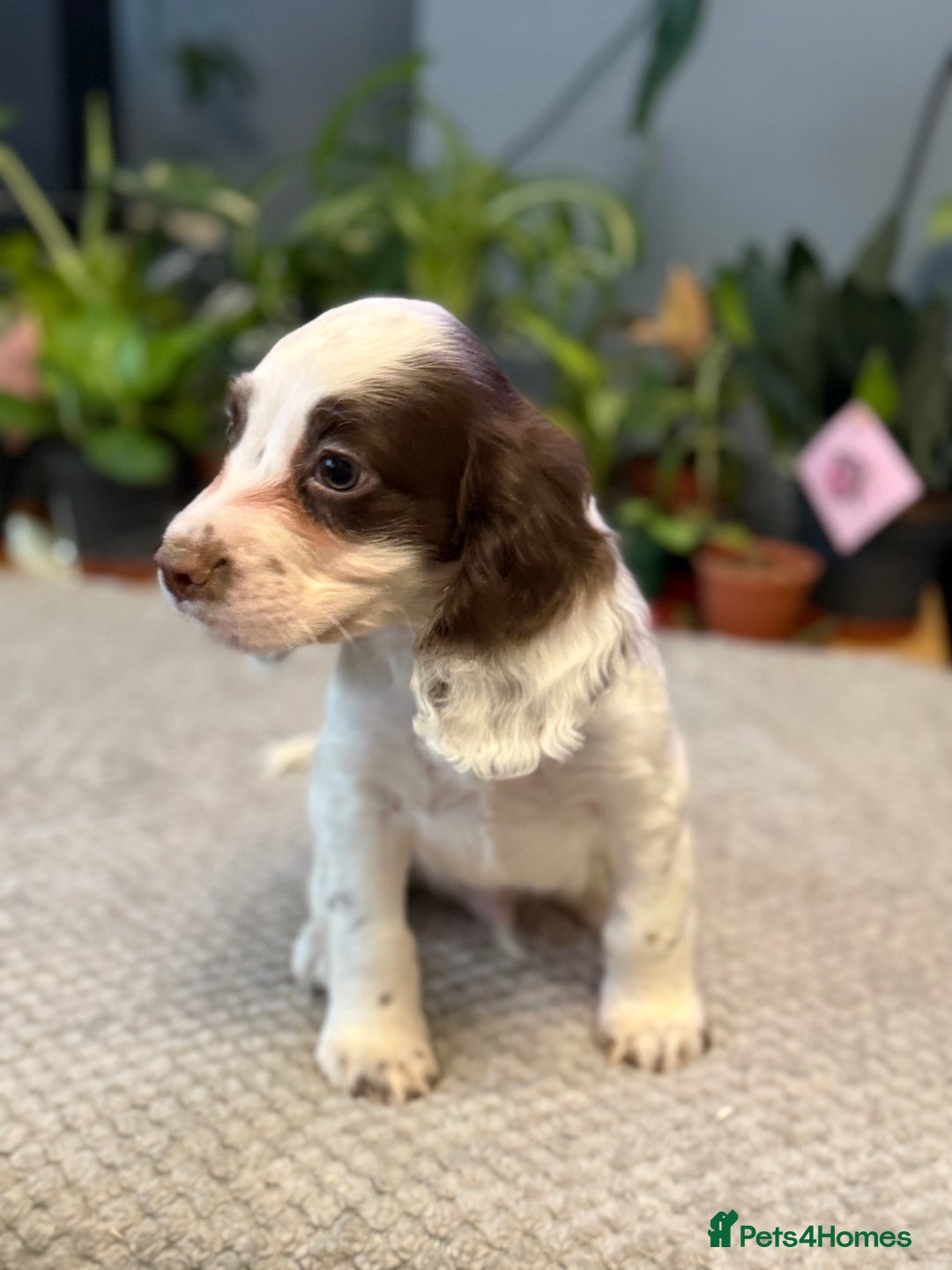 Cocker Spaniel dogs for sale: Four beautiful *working* cocker spaniel puppies - Advert 4
