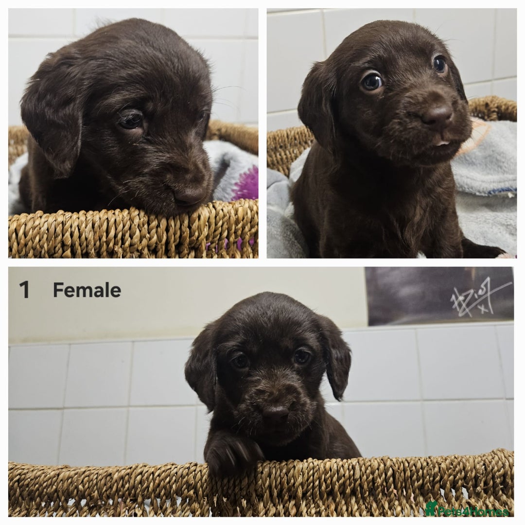 Cockerdor dogs for sale: Cockerdors puppies - Advert 1