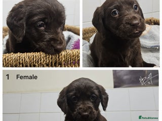 Cockerdor dogs for sale: Cockerdors puppies - Advert 1