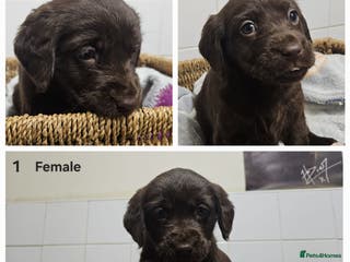 Cockerdor dogs Cockerdors puppies - Advert 2