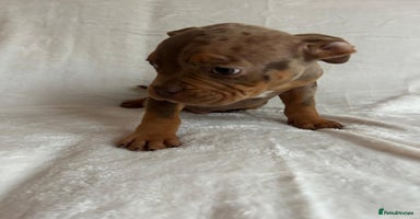 American Bully dogs - Advert 15