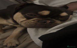 French Bulldog dogs for sale: French bulldog cross puppies  - Advert 4