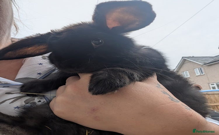Mixed Breed rabbits - Advert 10