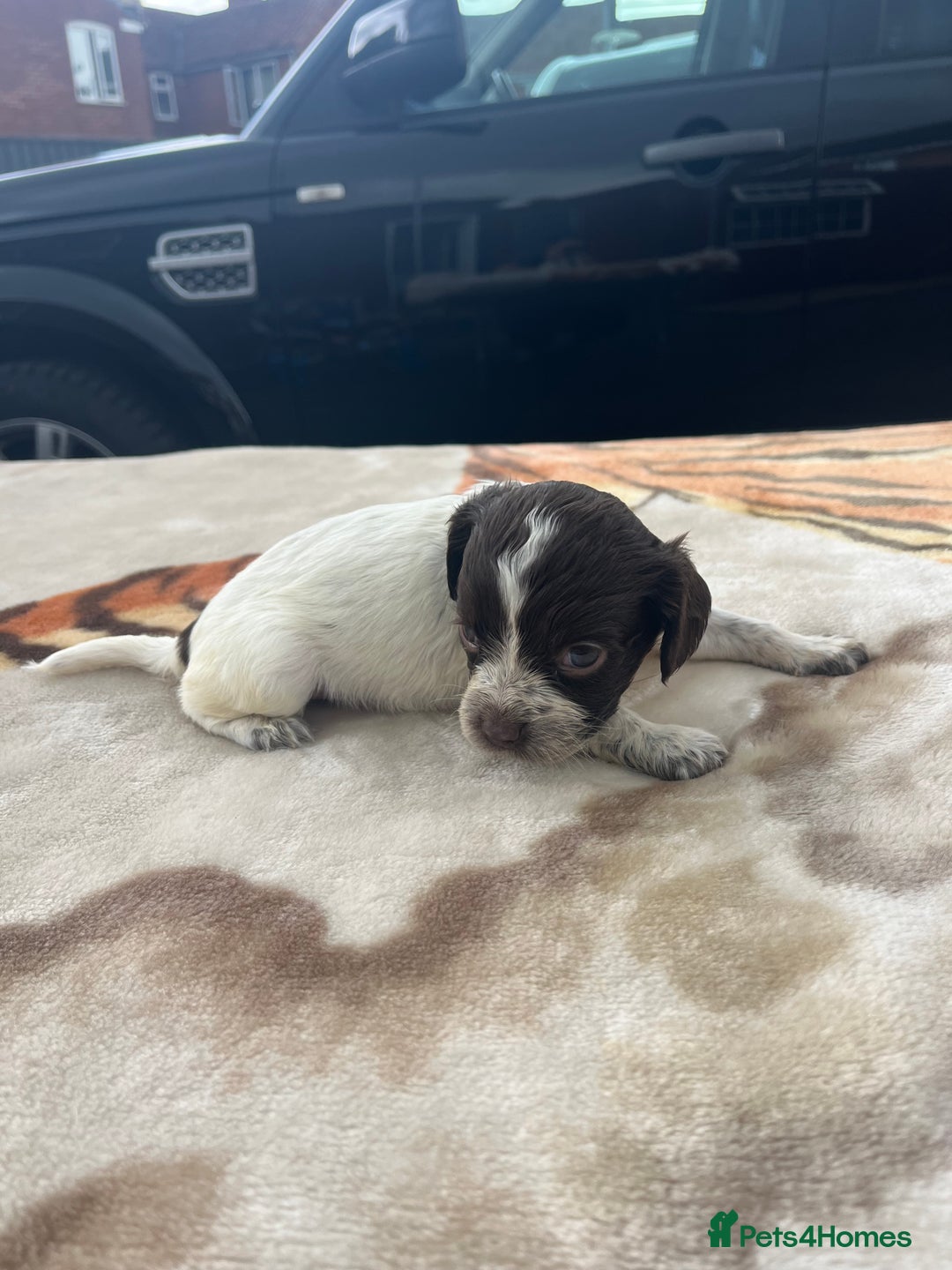 Cocker Spaniel dogs for sale: cocker spaniel puppies - Image 6