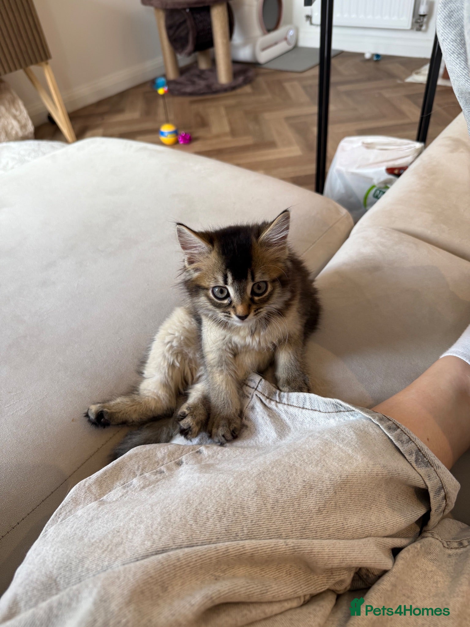 Mixed Breed cats 13 week old Maine coone bengal cross - Advert 3