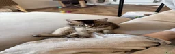 Mixed Breed cats for sale: 13 week old Maine coone bengal cross - Advert 1