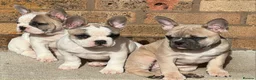 French Bulldog dogs for sale: 3 Beautiful French Bulldog looking for a new home - Advert 9