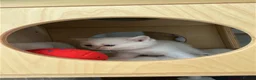 Scottish Fold cats for sale: Four Little Snowflakes with Unreal Blue Eyes  - Advert 22