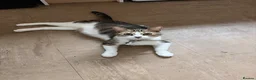 Mixed Breed cats for sale: Mixed breed kittens  - Advert 6
