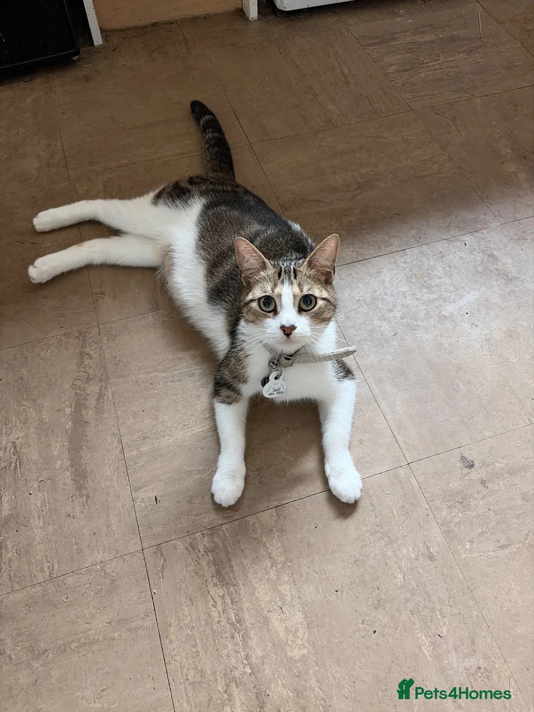 Mixed Breed cats for sale: Mixed breed kittens  - Advert 6