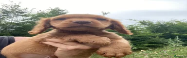 Cocker Spaniel 1