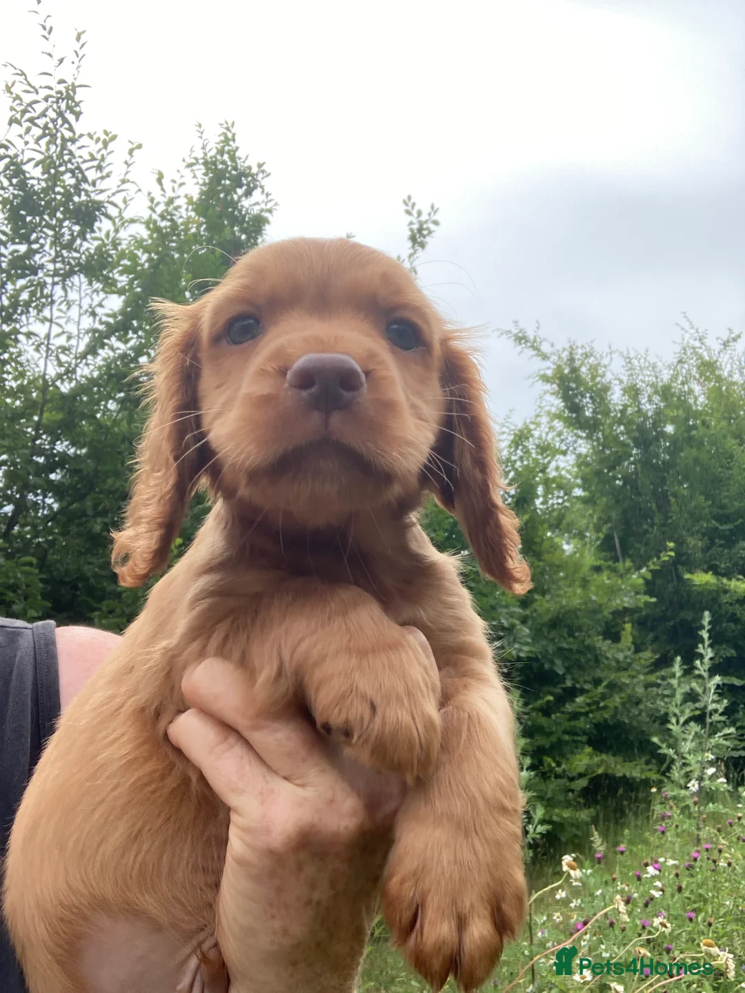Cocker Spaniel dogs for sale: Male Cocker Spaniel puppy - Advert 7