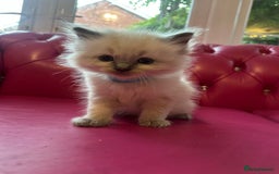 Ragdoll cats for sale: Ragdoll kittens blue point and mitted  - Image 8