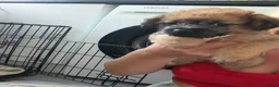 Jackapoo dogs for sale: Jackapoo puppies  - Advert 12