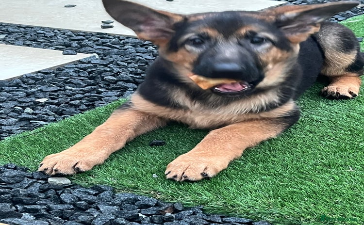 German Shepherd dogs - Advert 4