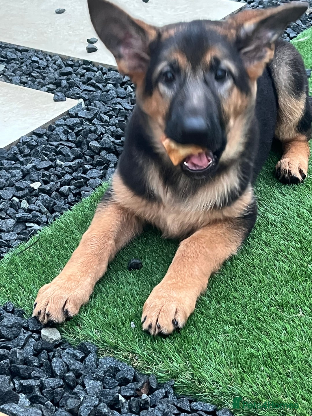 German Shepherd dogs for sale: Healthy German shepherd puppy needs new home - Image 1