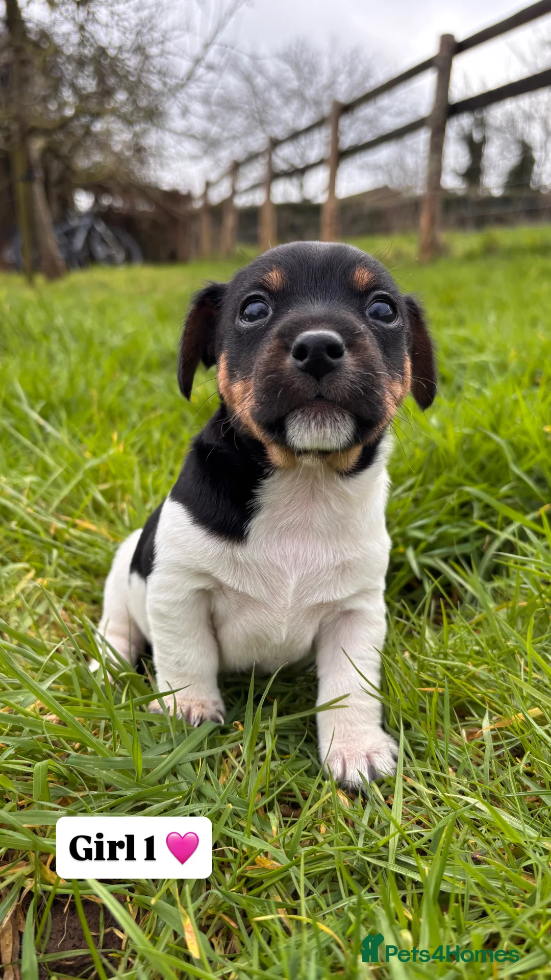 Jack Russell dogs for sale: Jack russell puppies 🐾 - Advert 6