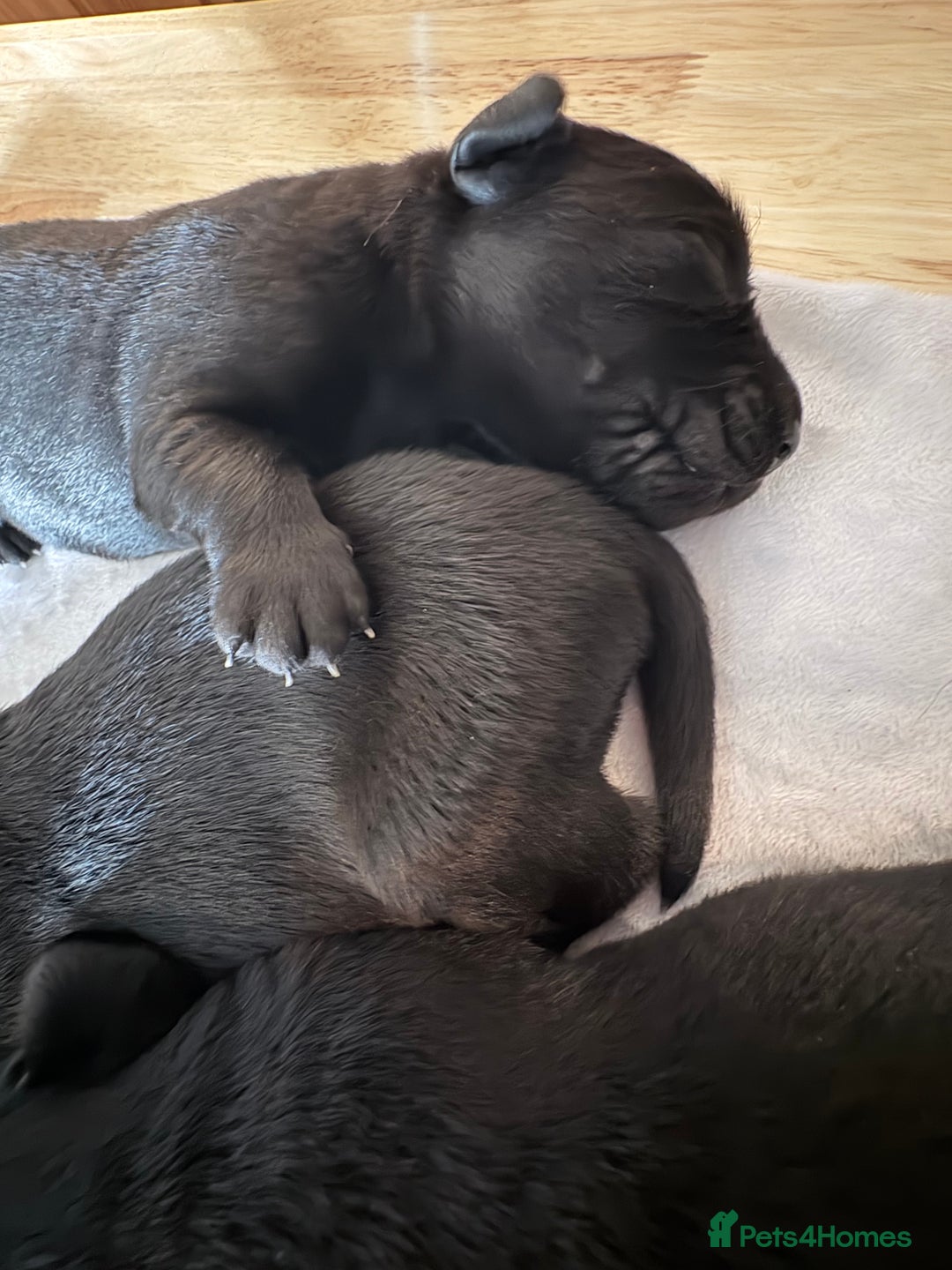 Labrador Retriever dogs for sale: Beautiful kennel club pups with impressive lines - Image 12