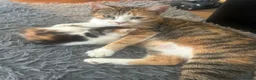 Mixed Breed cats for sale: Playful kittens for sale - Advert 4