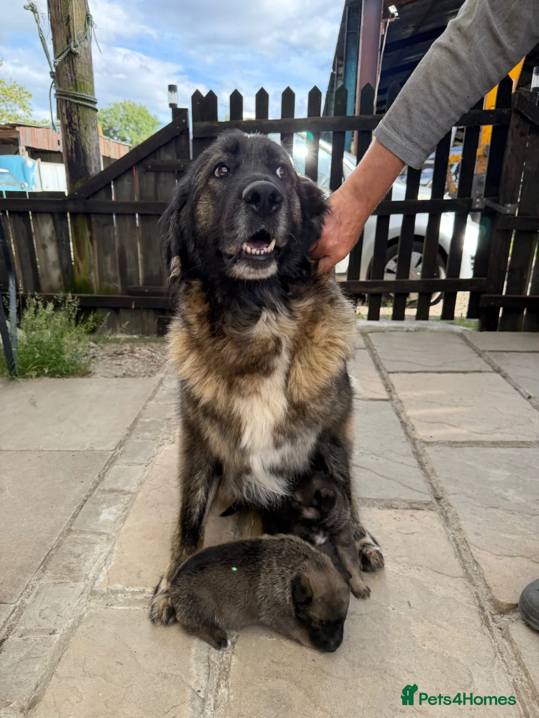 Mixed Breed dogs for sale: Caucasian cross German shepherd puppies  - Advert 2