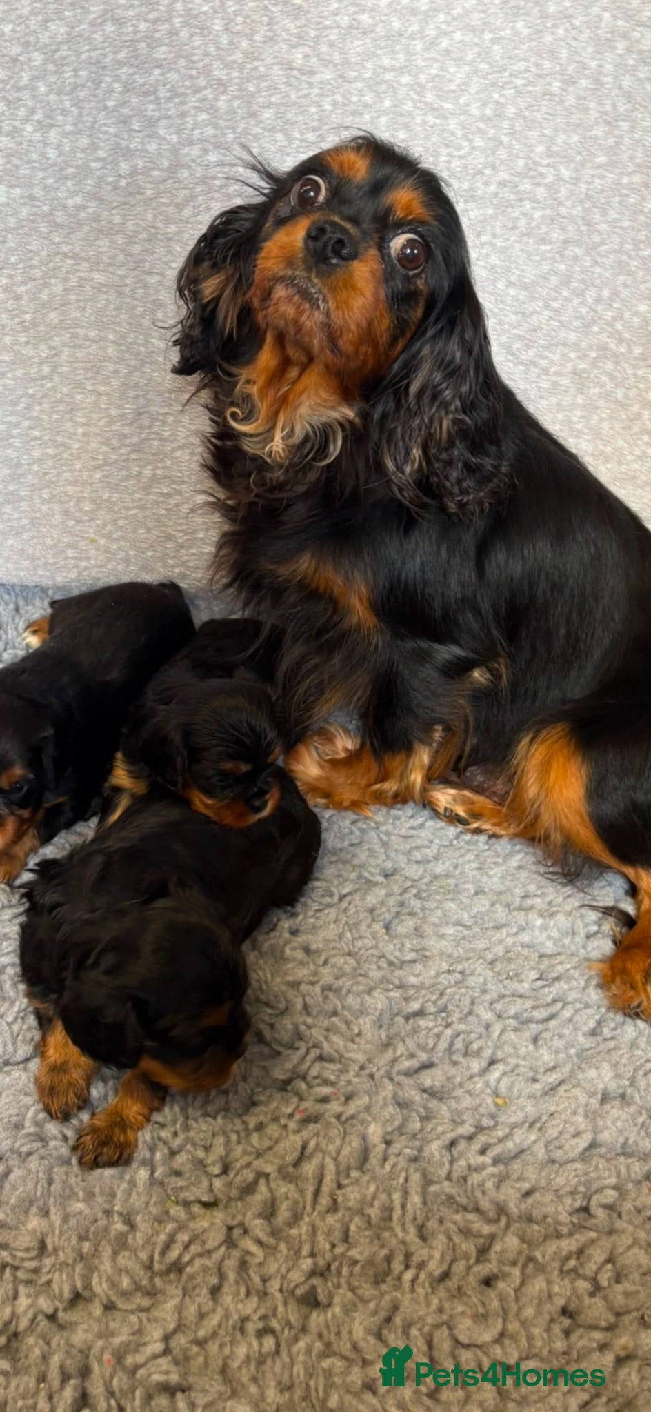 Cavalier King Charles Spaniel dogs Kc registered Cavalier King Charles puppies  - Advert 16